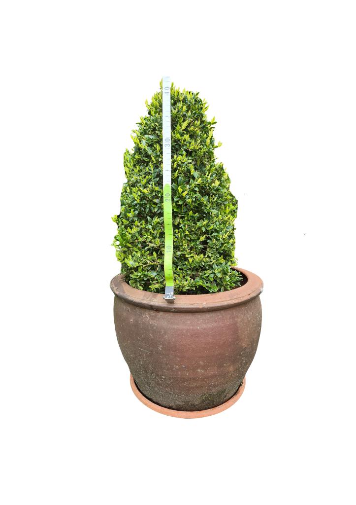 Buxus in aardewerk pot - 40 cm, Tuin en Terras, Ophalen, Vaste plant, Overige soorten