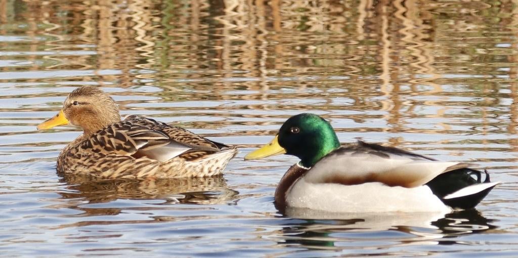 wilde eenden, Dieren en Toebehoren, Meerdere dieren, Eend