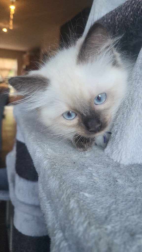 Chaton Ragdoll, Animaux & Accessoires, Chat, Avec pedigree, 0 à 2 ans