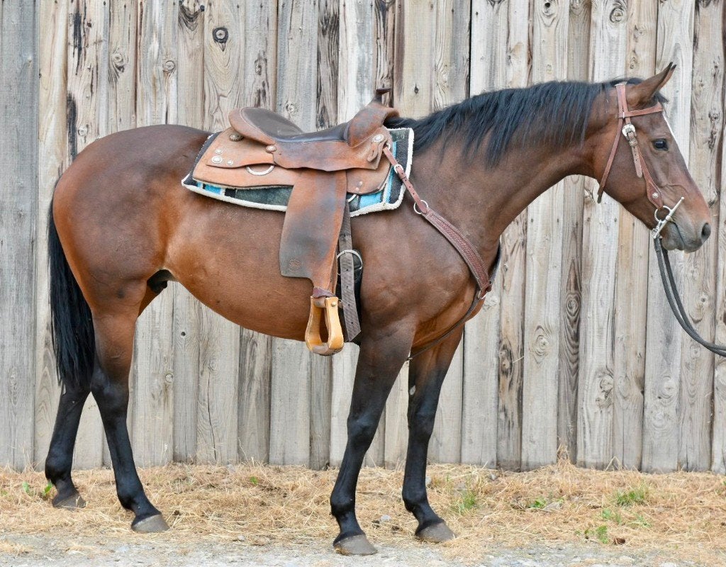 TOP QUARTER MERRIE MET STAMBOEK, Dieren en Toebehoren, Paarden, Merrie, Minder dan 160 cm, Met stamboom, Zadelmak