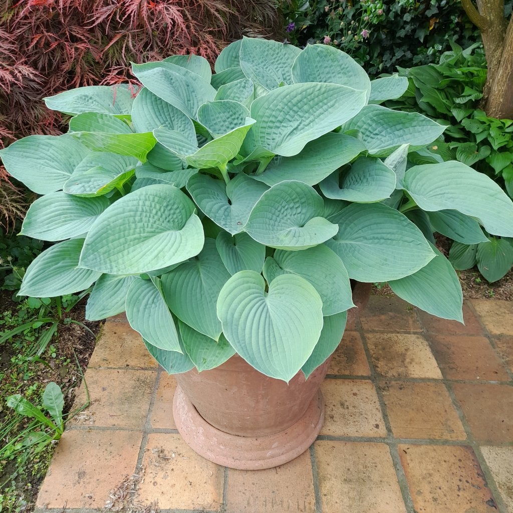 Hosta, Vaste plant, Halfschaduw, Zomer, Ophalen