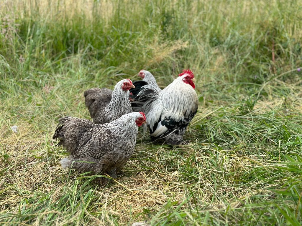 Jonge tamme Cochin kriel Zilver patrijs gesekst en ingeënt, Femelle, Poule ou poulet