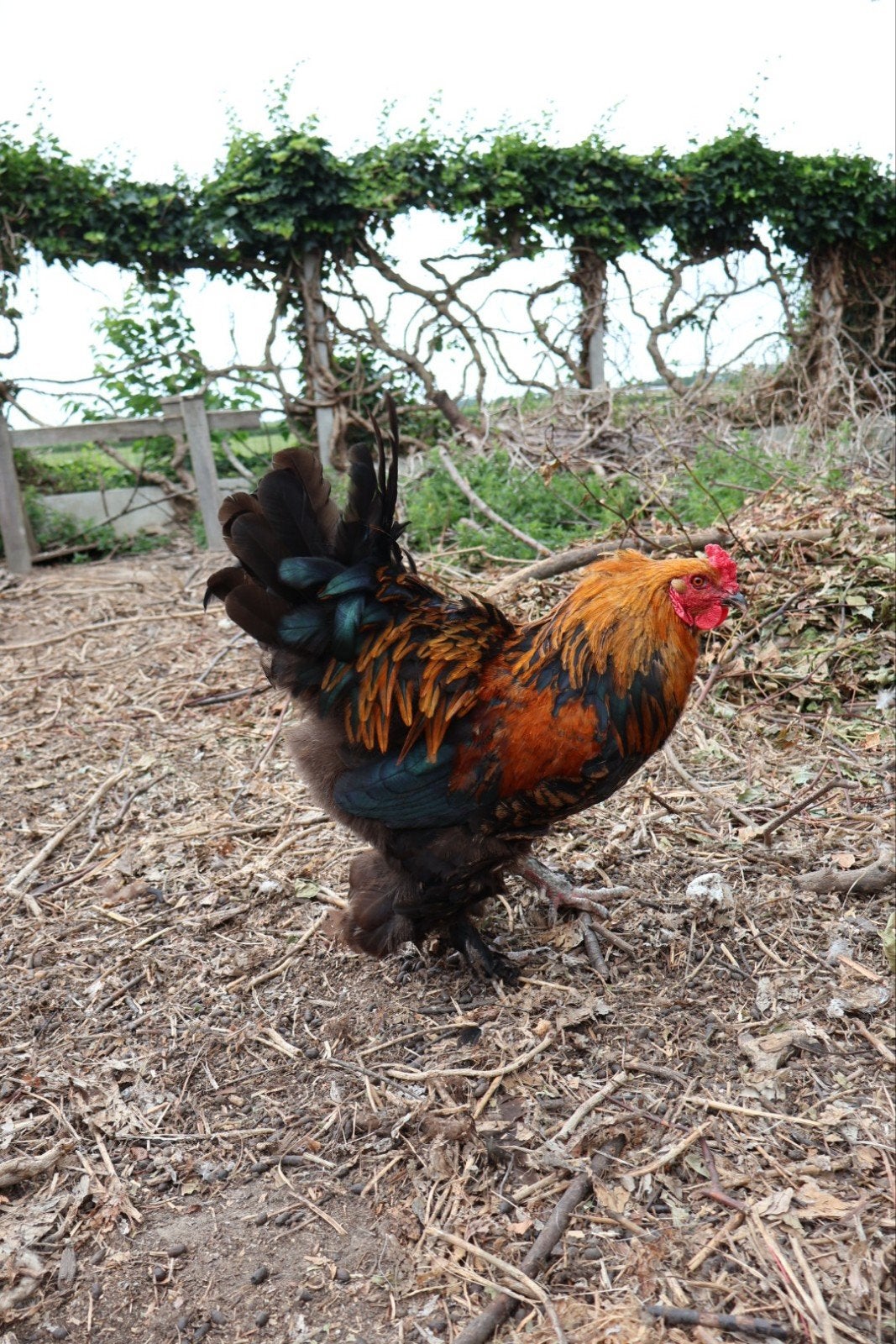 Brahma-kriel hanen (09/2025), Mannelijk, Kip