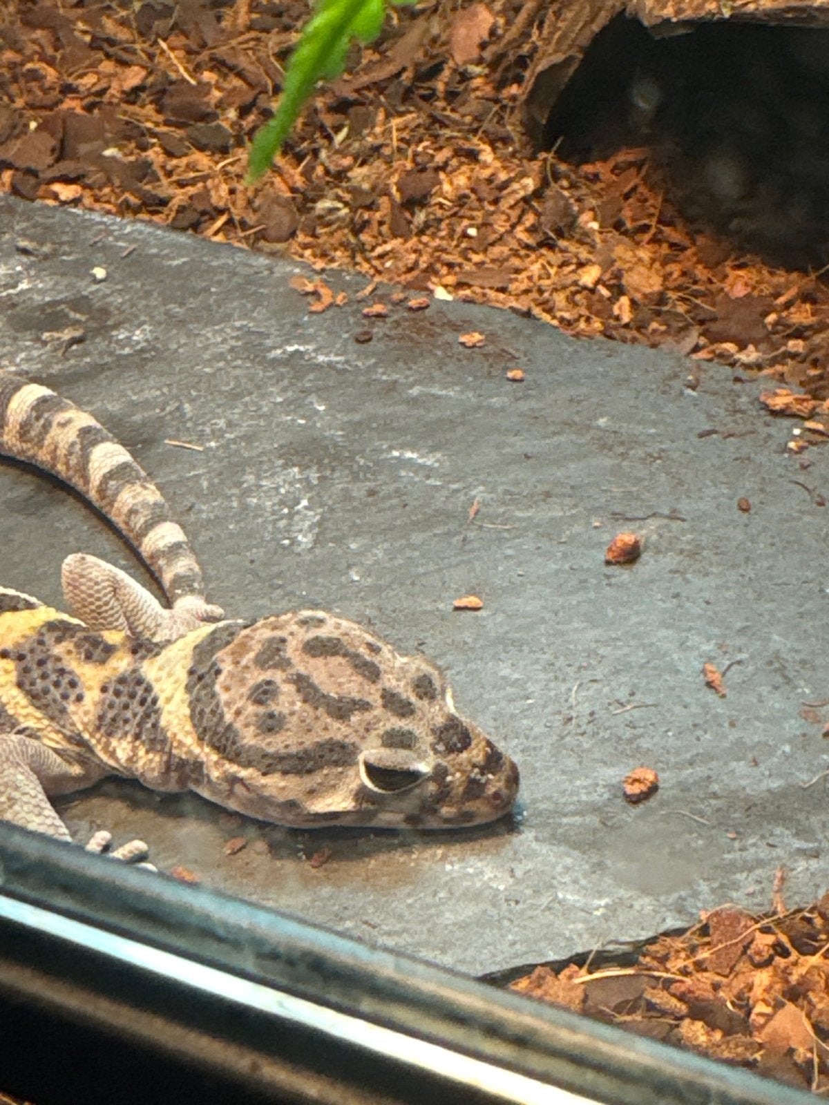 Gekko, Dieren en Toebehoren, Reptielen en Amfibieën, Hagedis