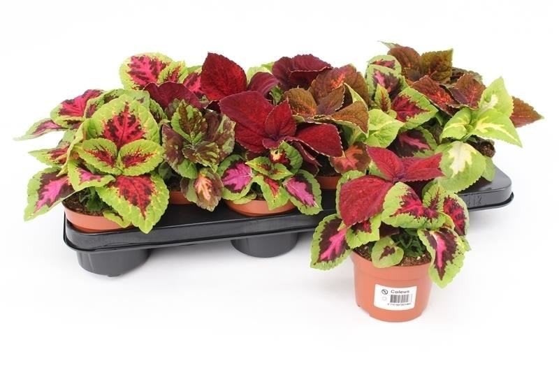 stekjes coleus siernetel