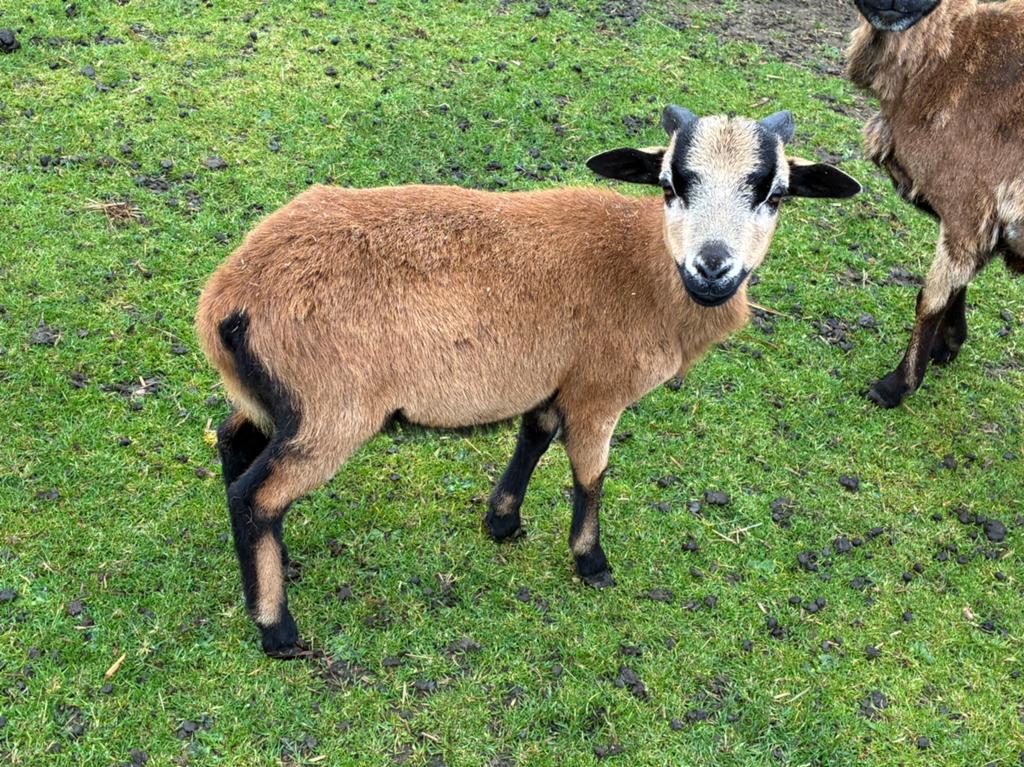 Kameroen bok te koop, Dieren en Toebehoren, Mannelijk, Schaap, 0 tot 2 jaar