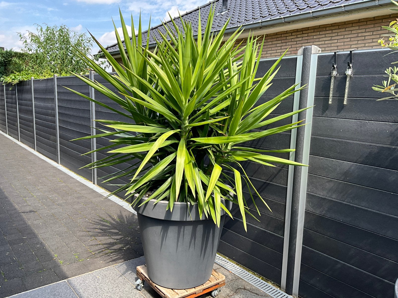 Grote yukka plant, Tuin en Terras, Ophalen