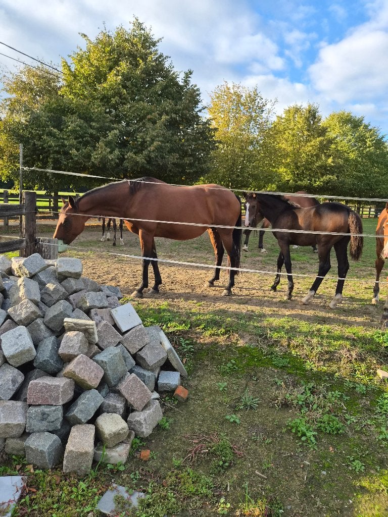 Fokmerrie of draagmerrie te koop, Dieren en Toebehoren, Merrie