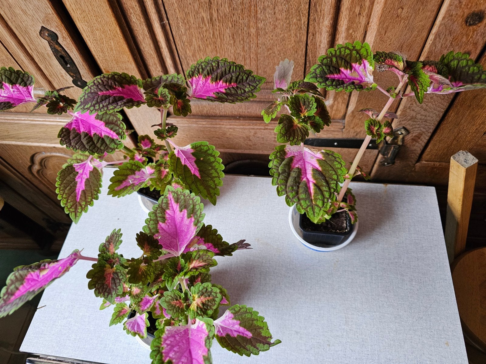 Coleus 2 tiges (5€ le pot), Ophalen
