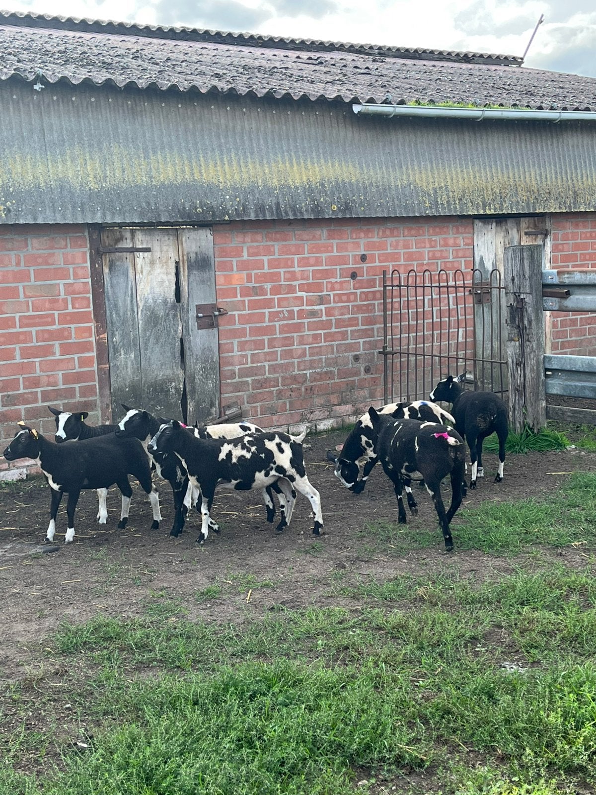 Baggerbonte ooilammeren, Dieren en Toebehoren