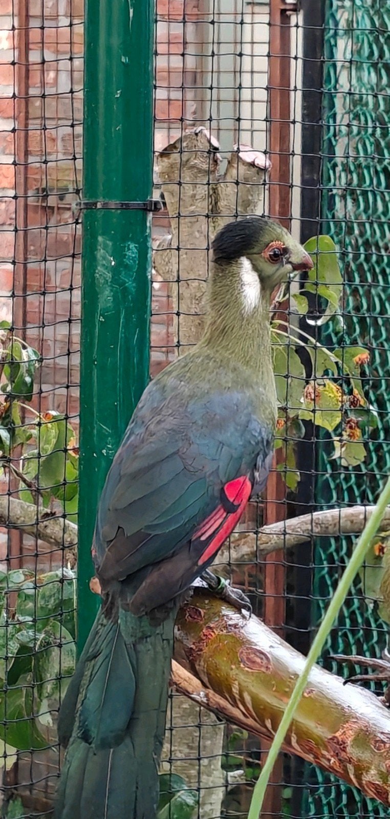 witwang toerako, Mâle, Bagué