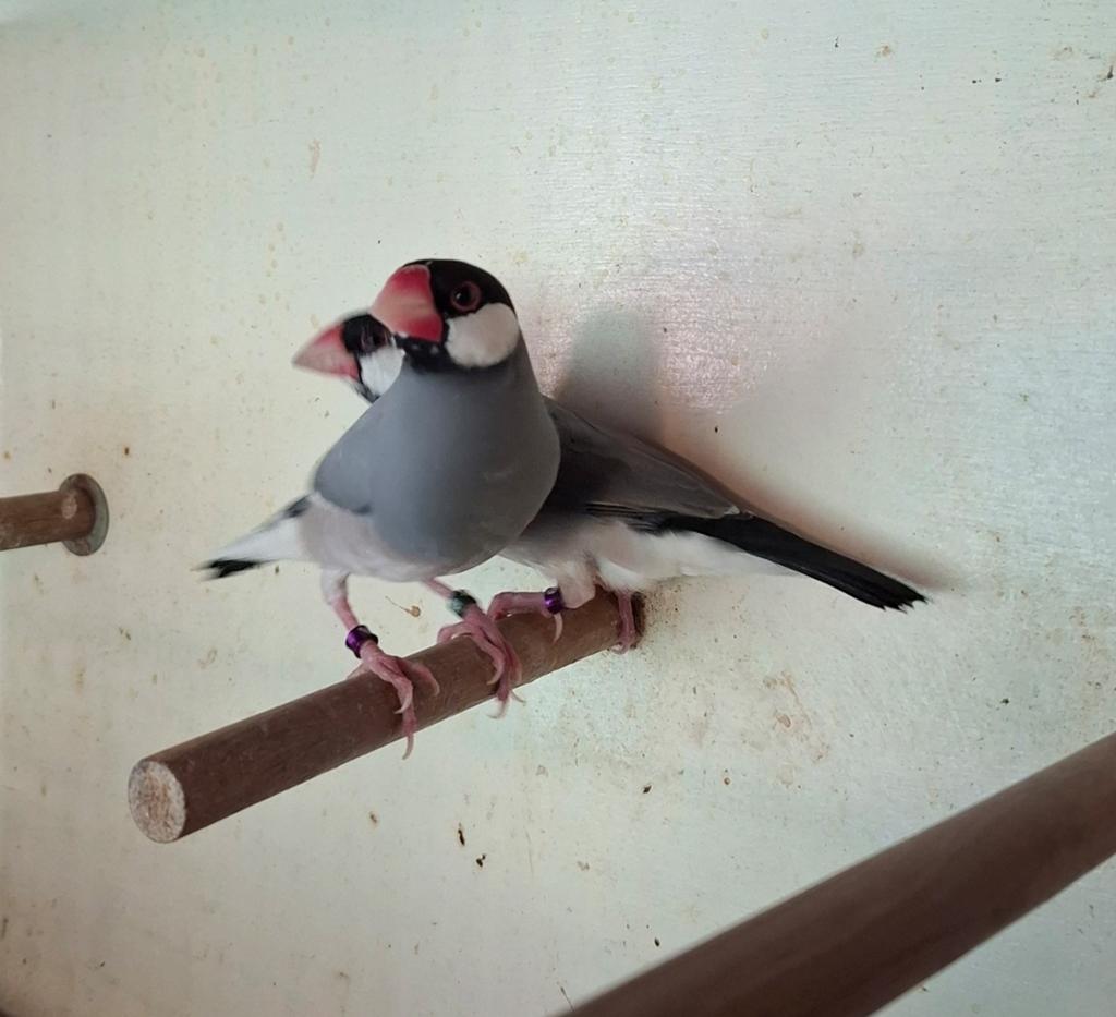 Rijstvogels