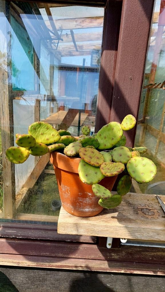 Opuntia humifusa, Ophalen of Verzenden