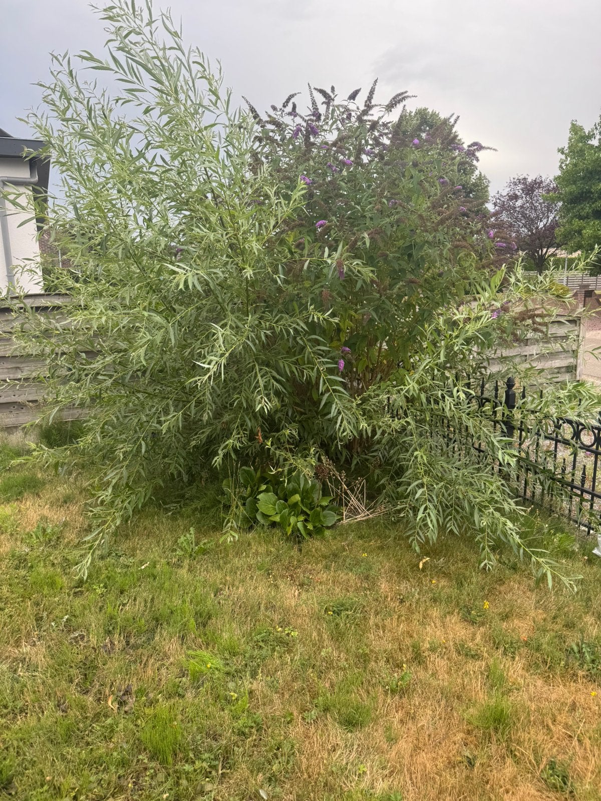 Vlinderstruik, Tuin en Terras, Ophalen