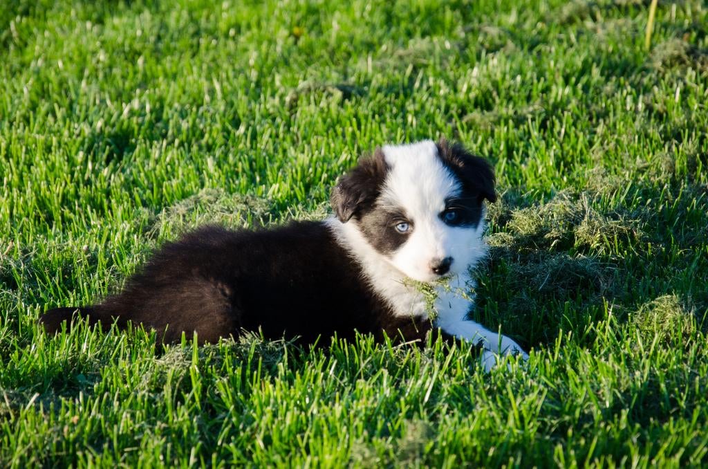 Border Collie puppies geboren op boerderij, Chien (mâle), Belgique, 8 à 15 semaines, Colley