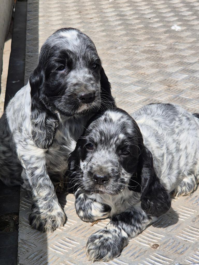 Engelse Cocker Spaniël pups, Animaux & Accessoires, Chiens | Retrievers, Épagneuls & Chiens d'eau, Plusieurs animaux, Épagneul
