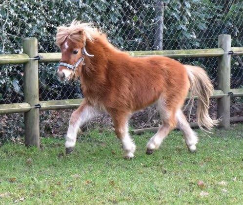 Zeer lief mini pony hengstje, Met stamboom, Niet van toepassing, 0 tot 2 jaar, Hengst
