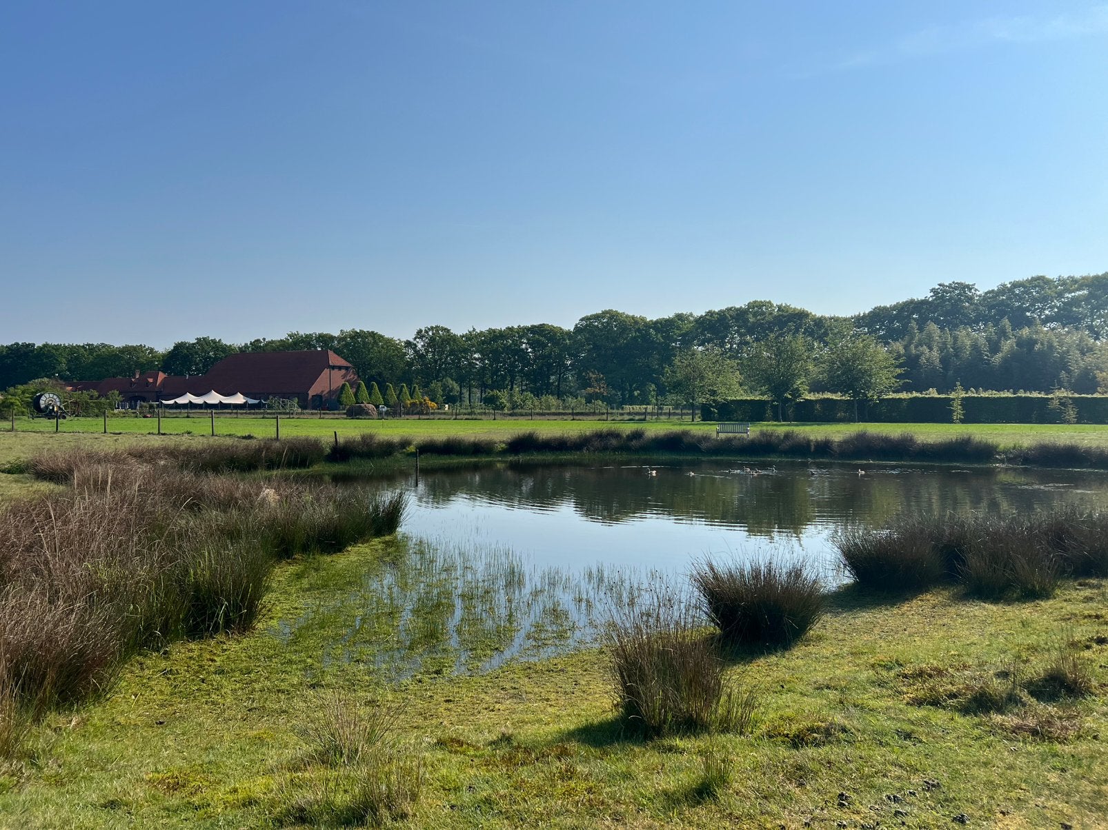Paardenweide (kostenloos) Merksplas, Weidegang, 2 of 3 paarden of pony's