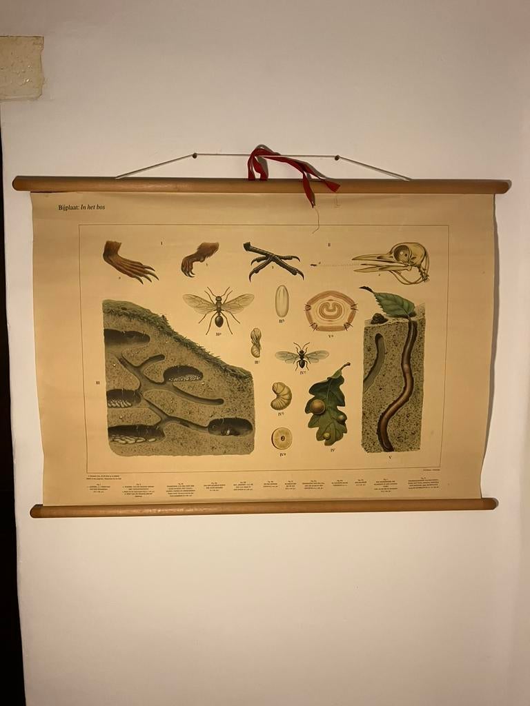 2 oude schoolplaten biologie ( bos / ruïne), Antiek en Kunst, Ophalen of Verzenden