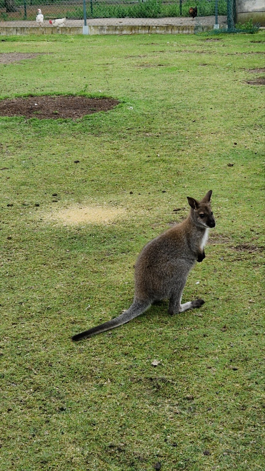 Bennett Wallaby, Januari, Mannelijk