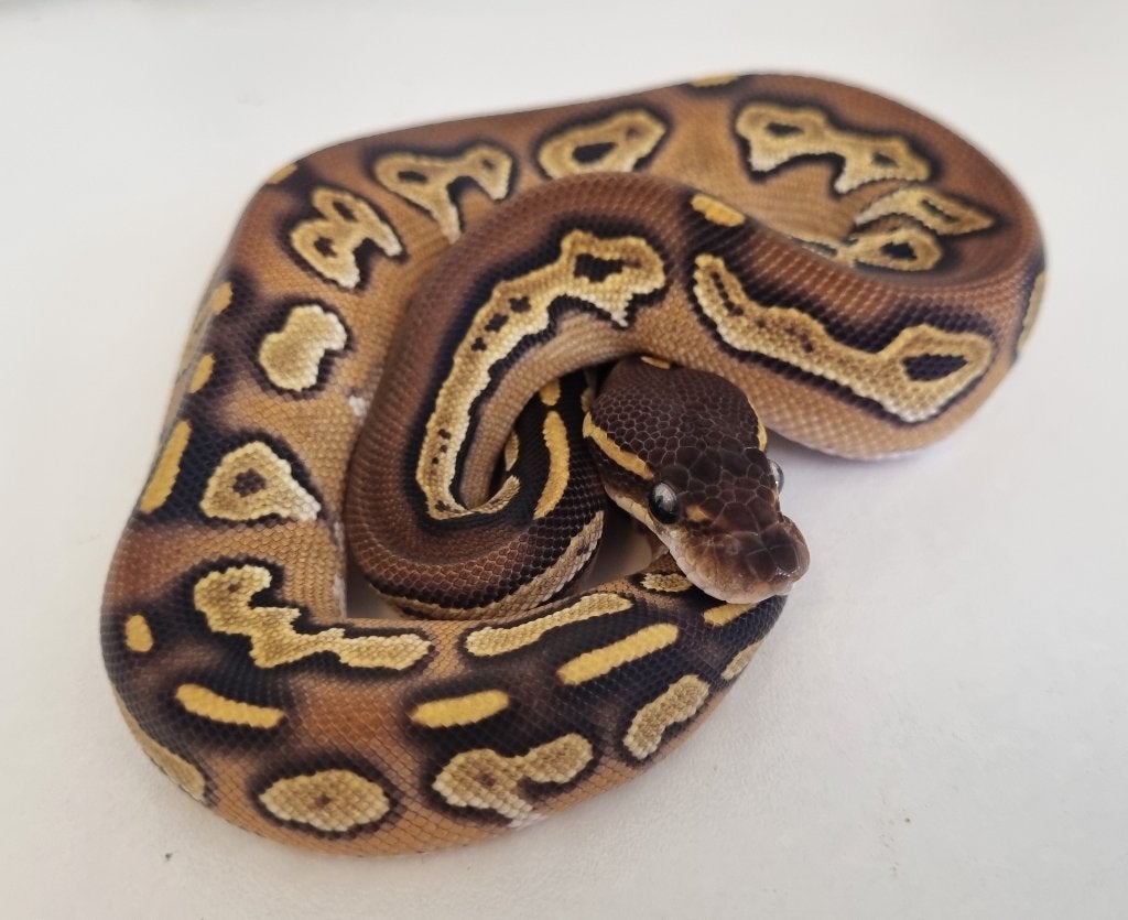 0.1 black head mojave 66% het dreamsicle Ball Python photo 2