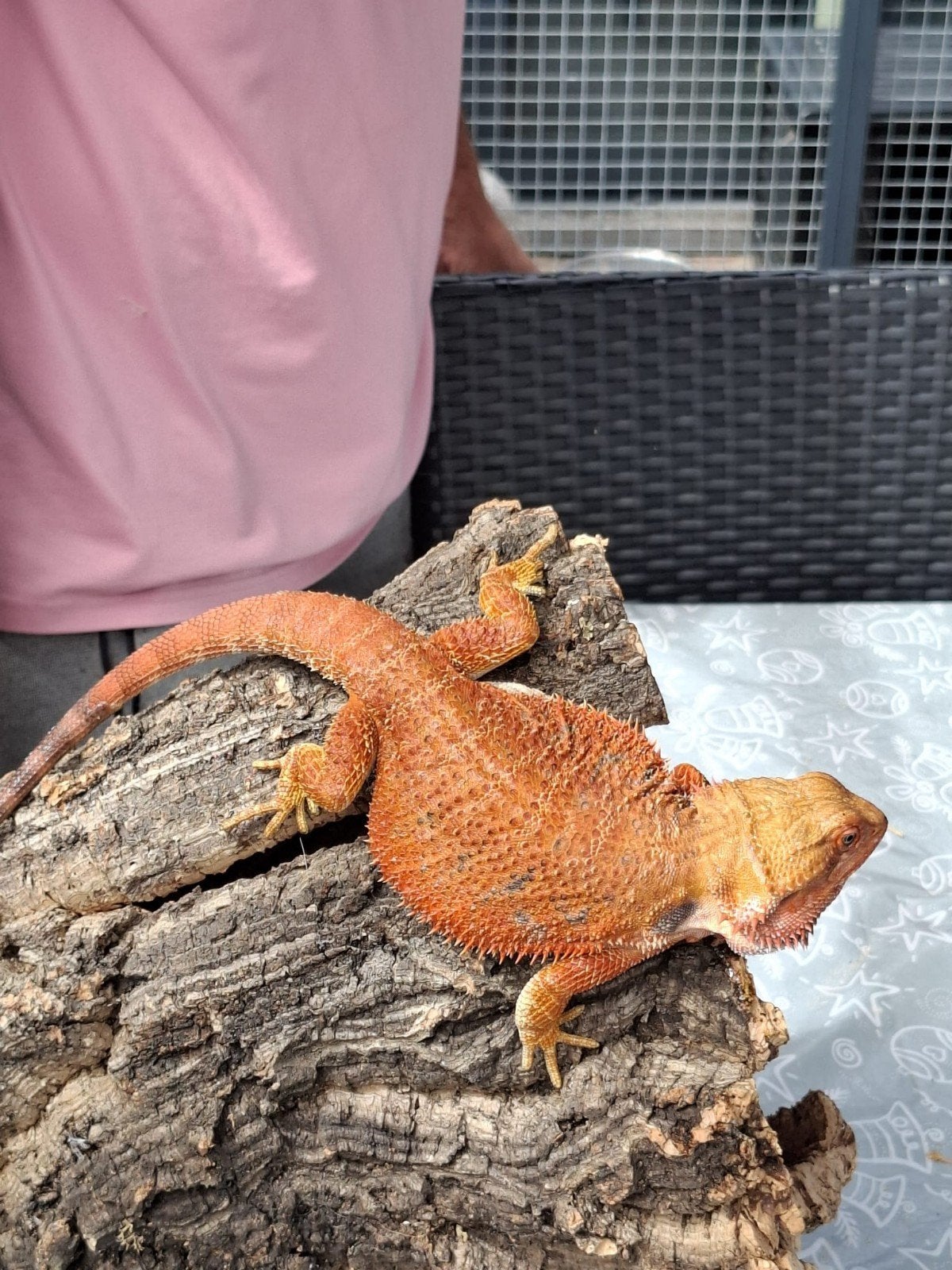 orange hypo dunner baardagaam, Dieren en Toebehoren
