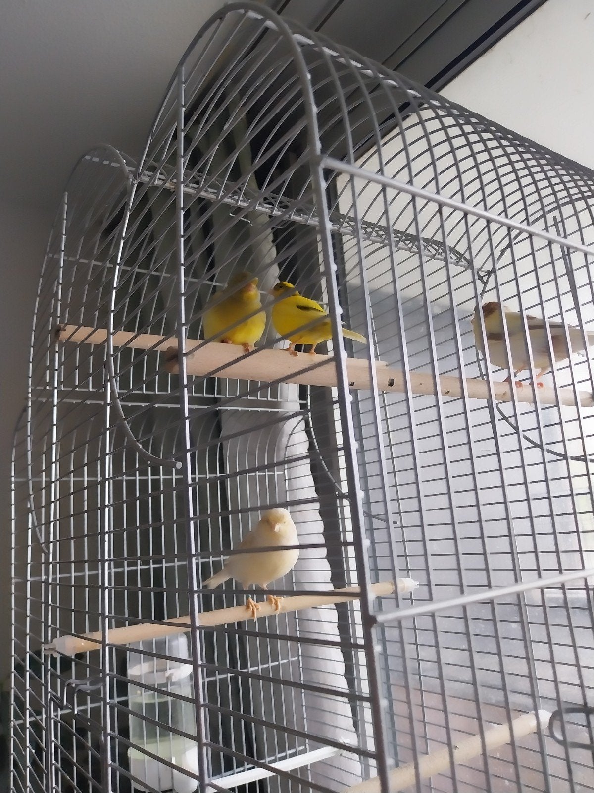 mooie kanaries (15€ per stuk), Dieren en Toebehoren