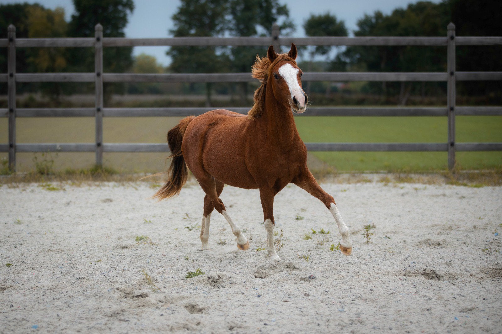 Prachtige 2 jarige welsh C merrie, Dieren en Toebehoren, Merrie