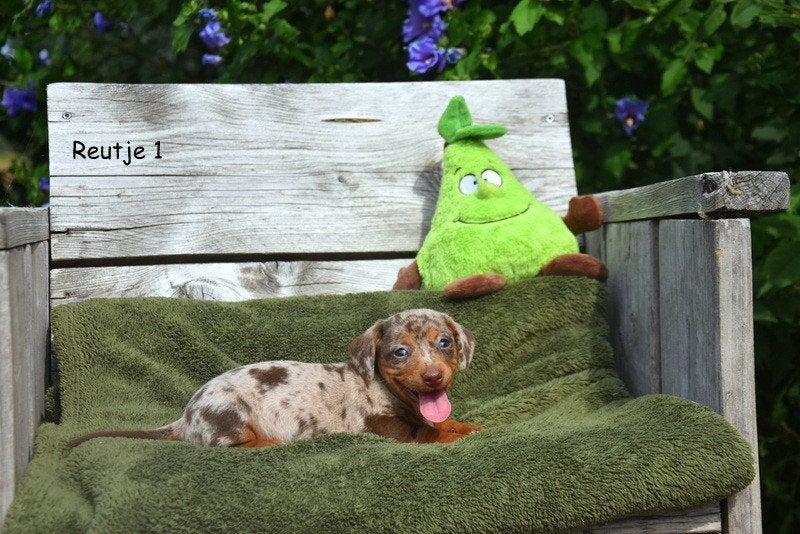 Prachtige Teckel pupjes, Dieren en Toebehoren, Honden | Teckels en Dashonden, Parvo, België, 8 tot 15 weken, Korthaar