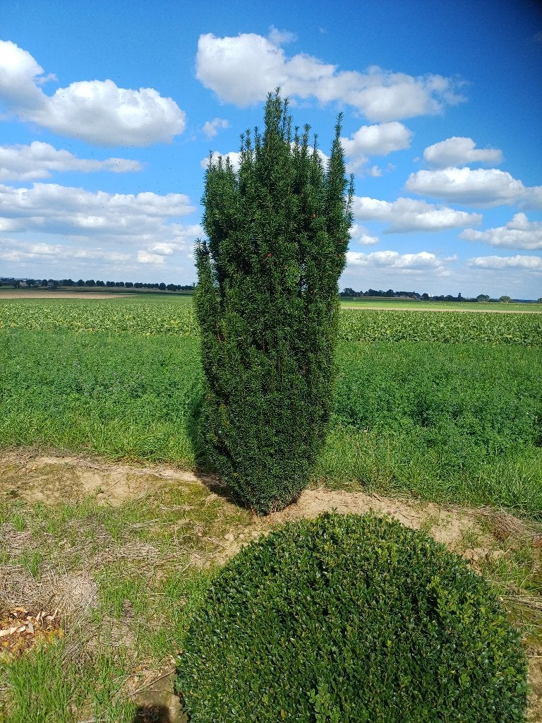 Taxus fast (riemst), Tuin en Terras, Ophalen