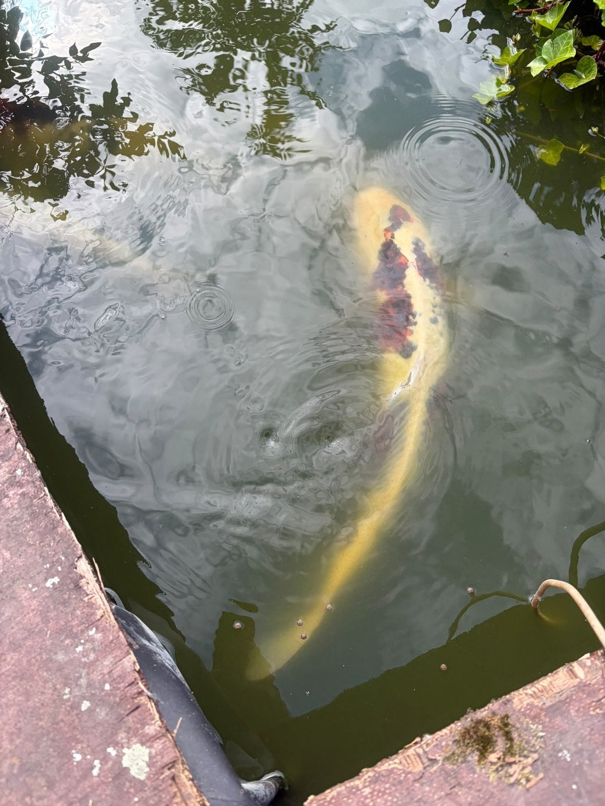Koi vissen 2x60cm en 2x40cm, Dieren en Toebehoren, Karper of Koi