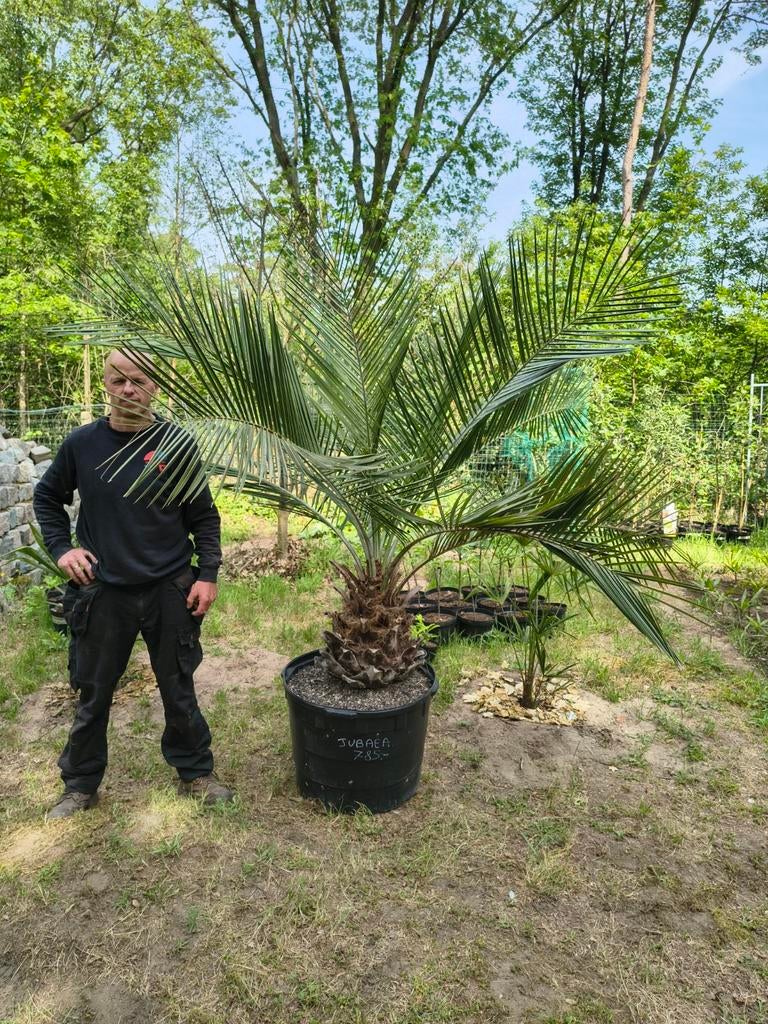 Palmboom Jubaea Chilensis XL Te Koop Intermassa BV Stekene, Tuin en Terras, Planten | Bomen, Ophalen, Palmboom