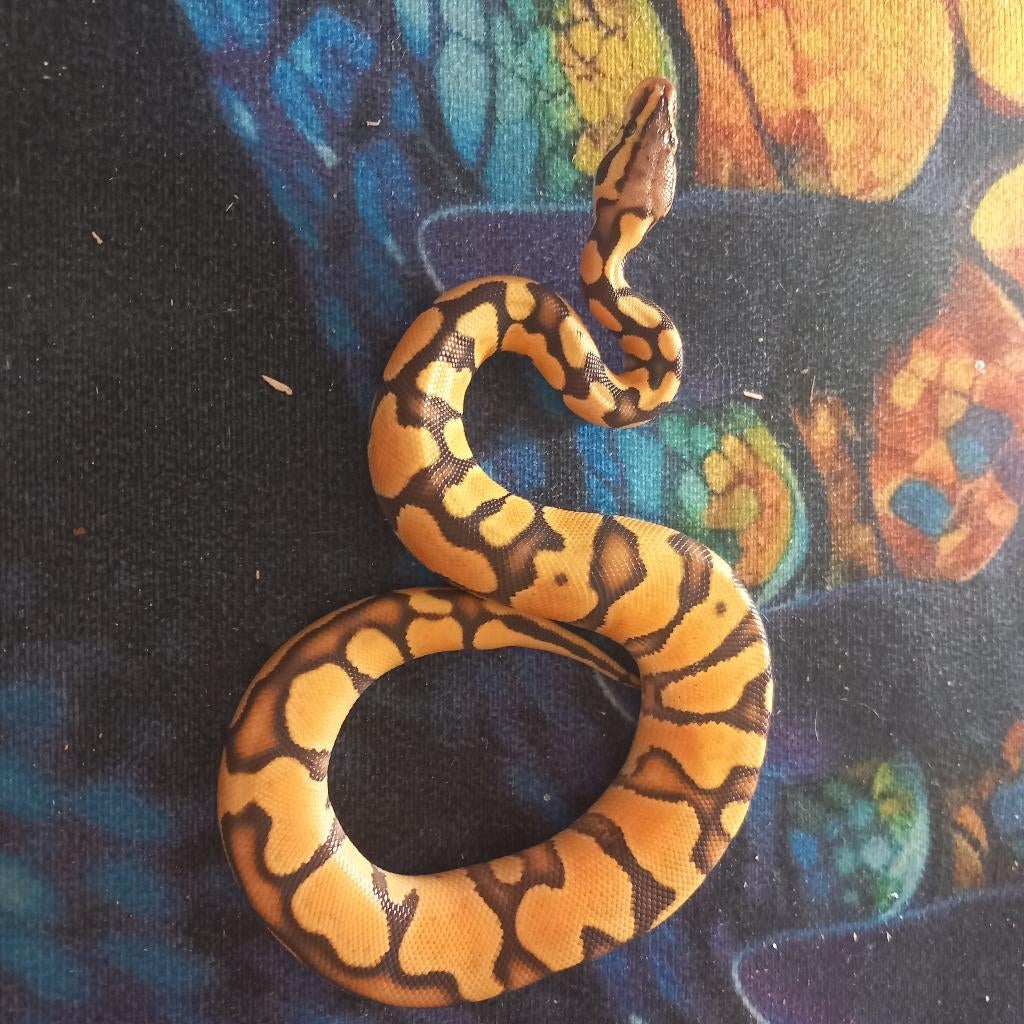Ball python, Dieren en Toebehoren, Slang, Tam, 0 tot 2 jaar