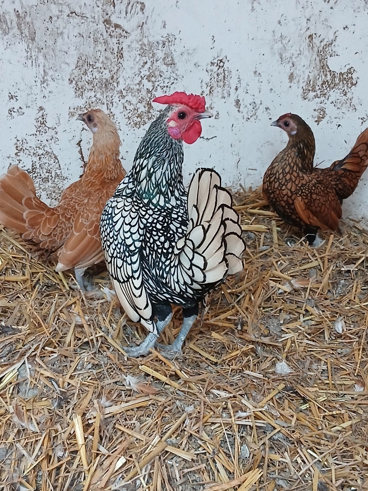 Sebright, Meerdere dieren, Kip