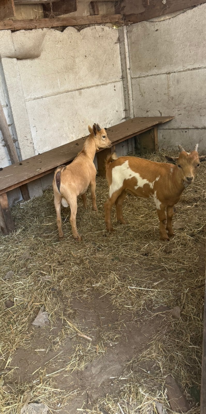 2 bokjes / geiten