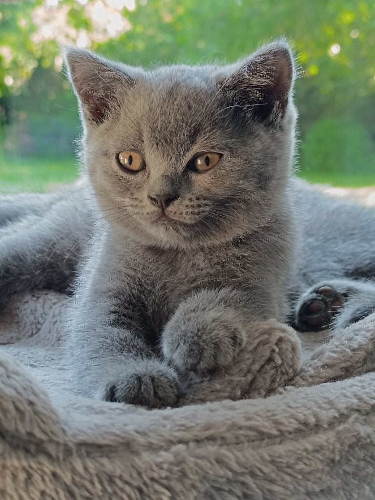 Kitten britse korthaar, Dieren en Toebehoren, Kater, Gechipt, 0 tot 2 jaar