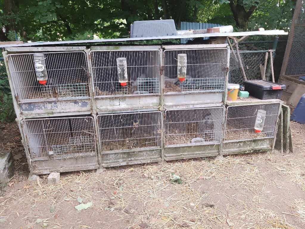 Beton konijnen hokken, Kooi, 90 cm of meer, Ophalen, Cavia