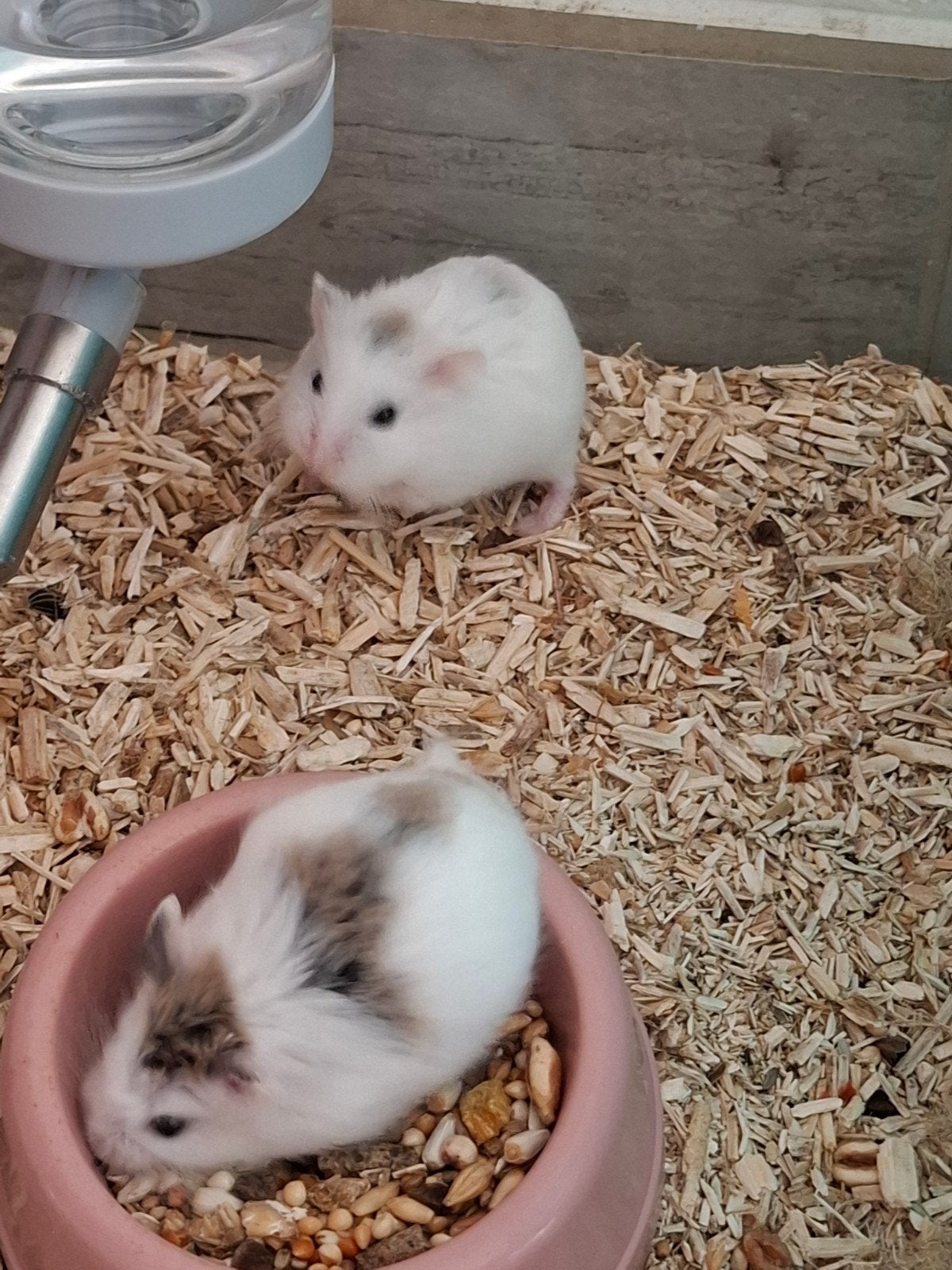 Dwerghamster, Dieren en Toebehoren, Hamster, Meerdere dieren, Tam, September