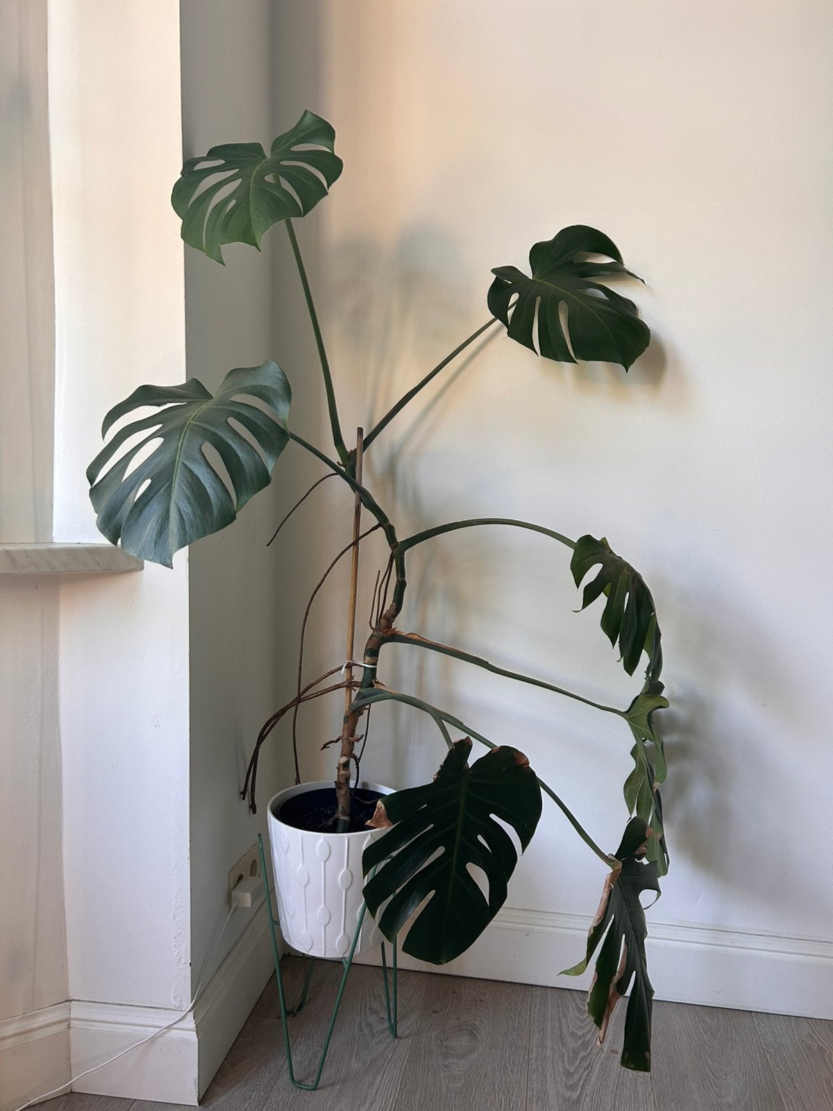 Monstera Deliciosa, Huis en Inrichting, Kamerplanten, Ophalen