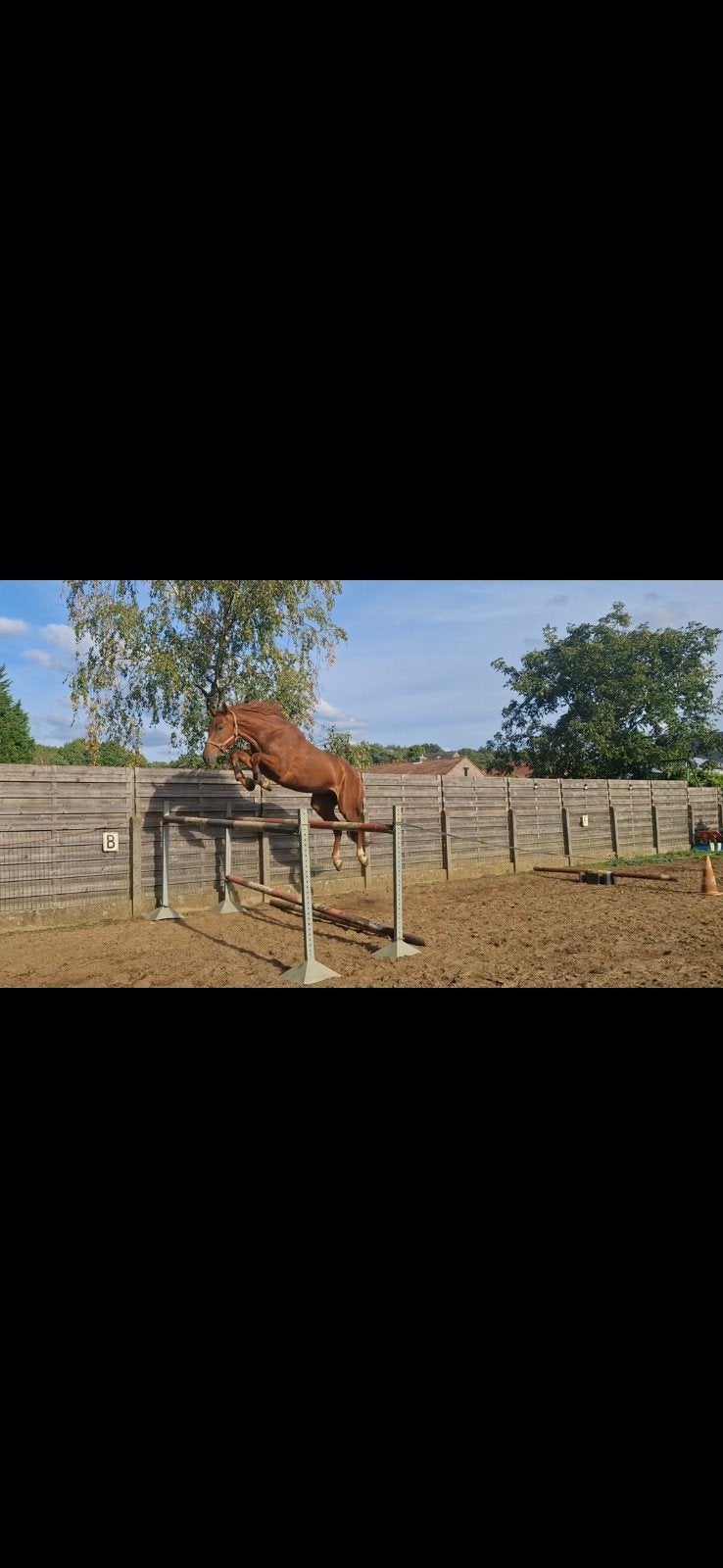 spring paard, Dieren en Toebehoren, Ruin, Zadelmak