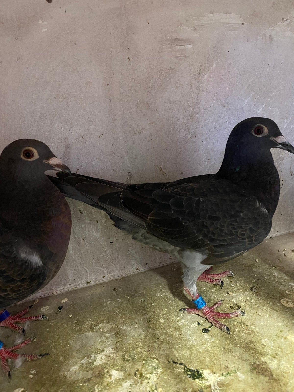 2 jeunes oiseaux élèvent Stichelbaut/ Van Wanroy, Plusieurs animaux, Pigeon voyageur
