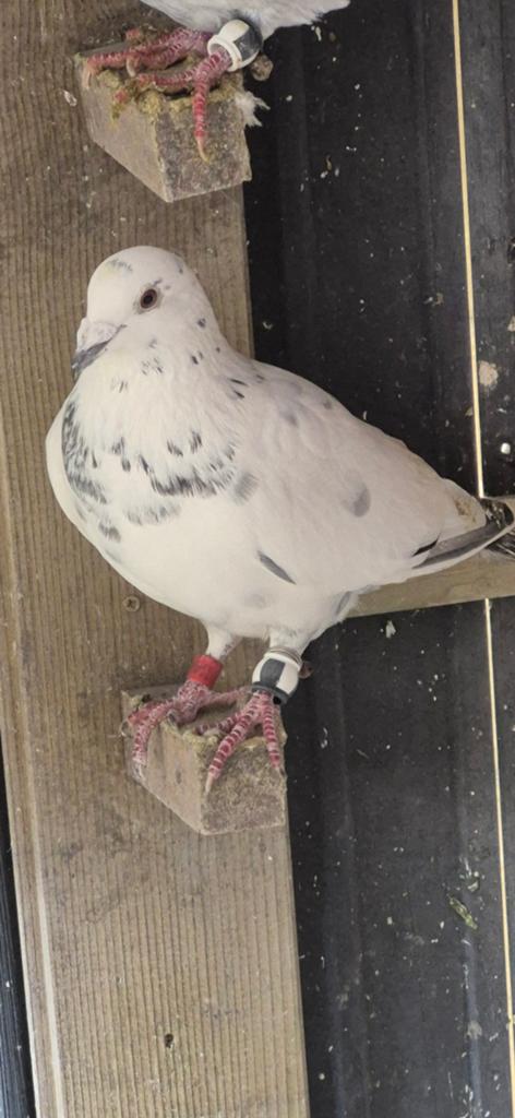 Duiven te koop