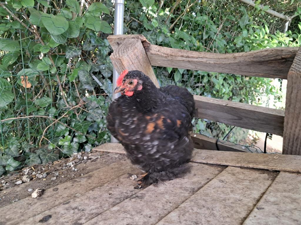 Coq Cochin 9 semaines, Animaux & Accessoires, Volatiles, Mâle, Poule ou poulet