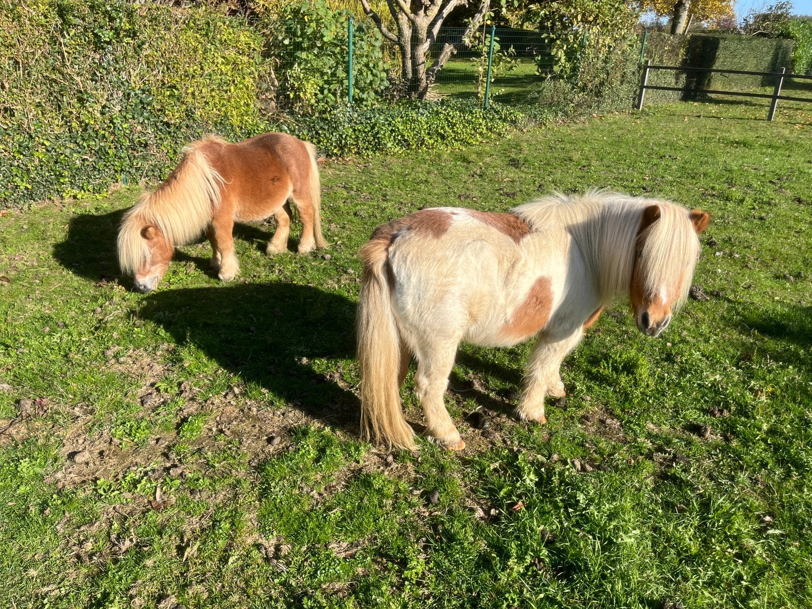 2 lieve shetlandpony’s zoeken nieuwe thuis, Dieren en Toebehoren, Ruin, Niet van toepassing, A pony (tot 1.17m), Gechipt