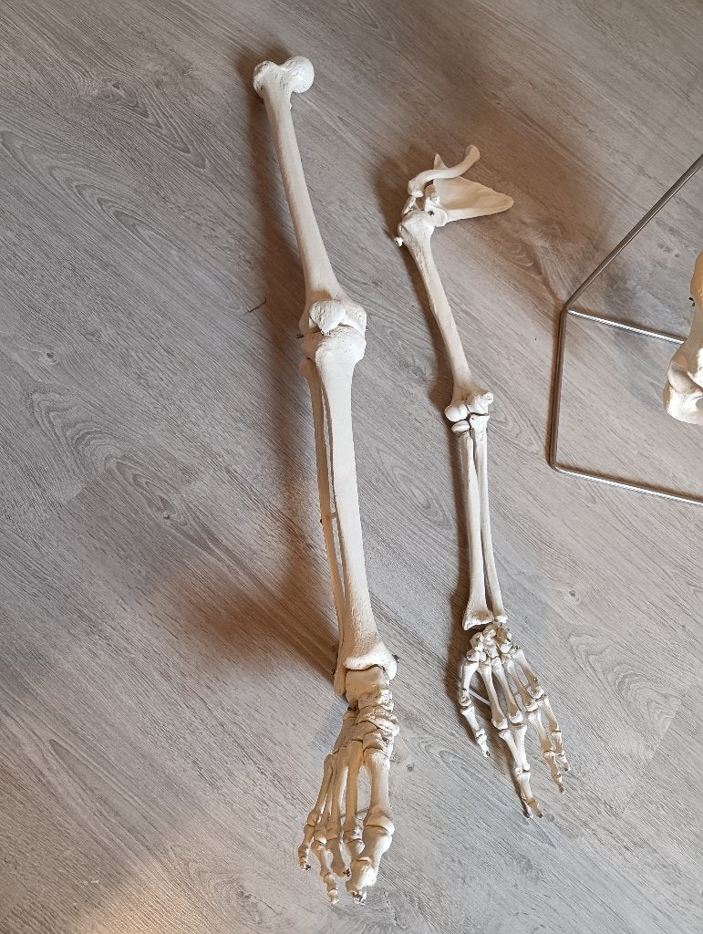 anatomie wervelkolom, arm en been, Ophalen of Verzenden, Zo goed als nieuw