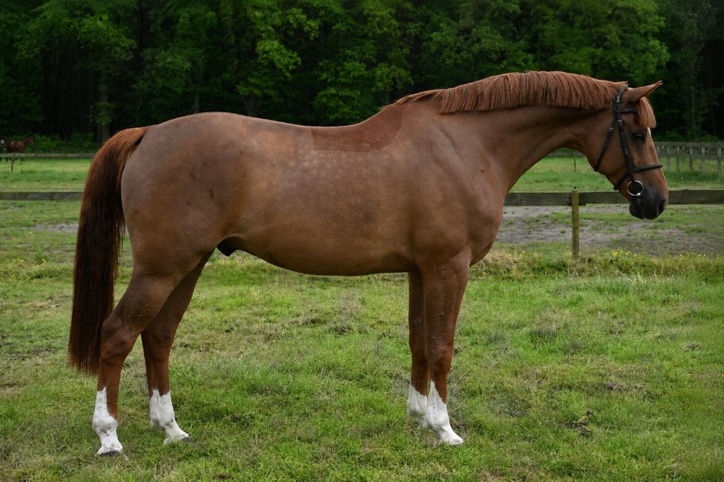 Brave ruin met top instelling!, Dieren en Toebehoren, Paarden, Springpaard, Ruin, 3 tot 6 jaar, L