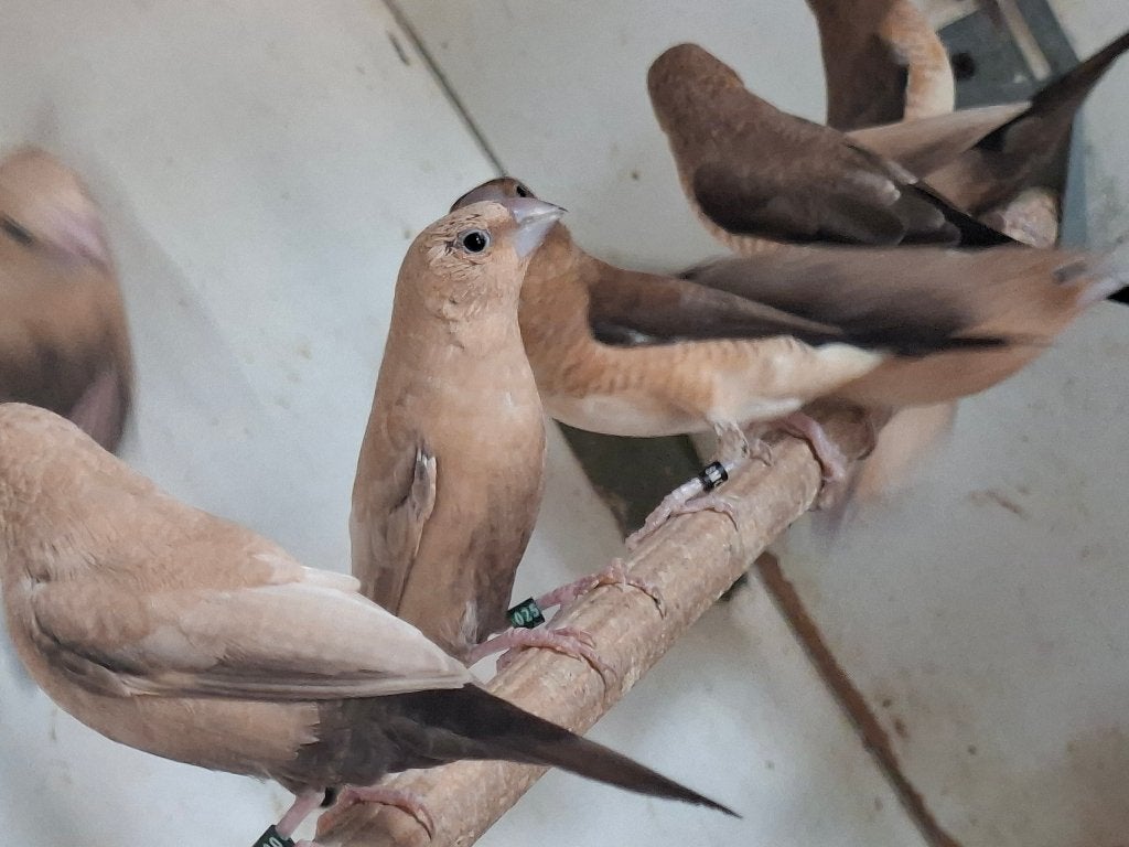 zilverbekjes, Dieren en Toebehoren, Vogels | Overige Vogels, Meerdere dieren, Tropenvogel, Geringd