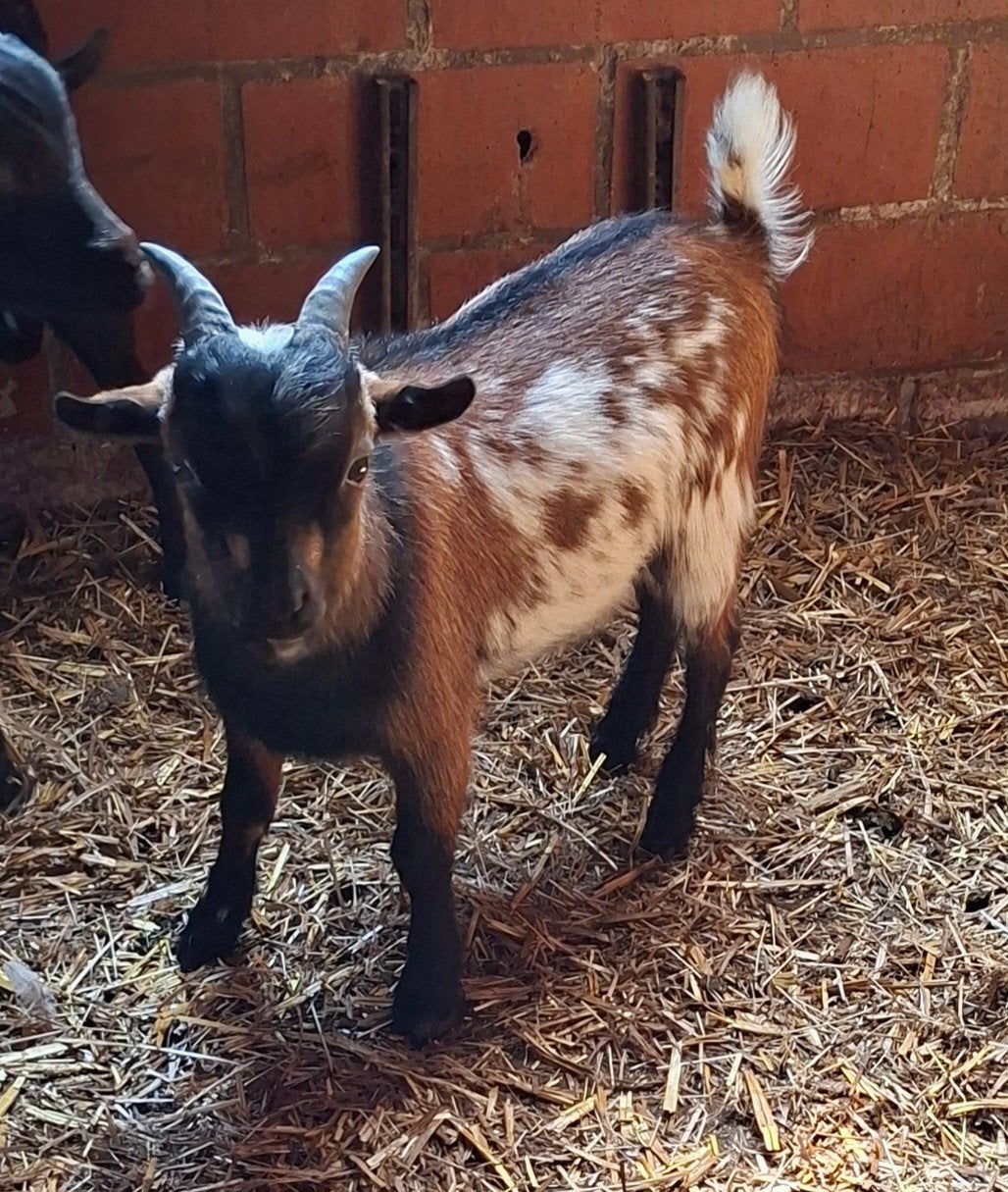 geiten, Dieren en Toebehoren