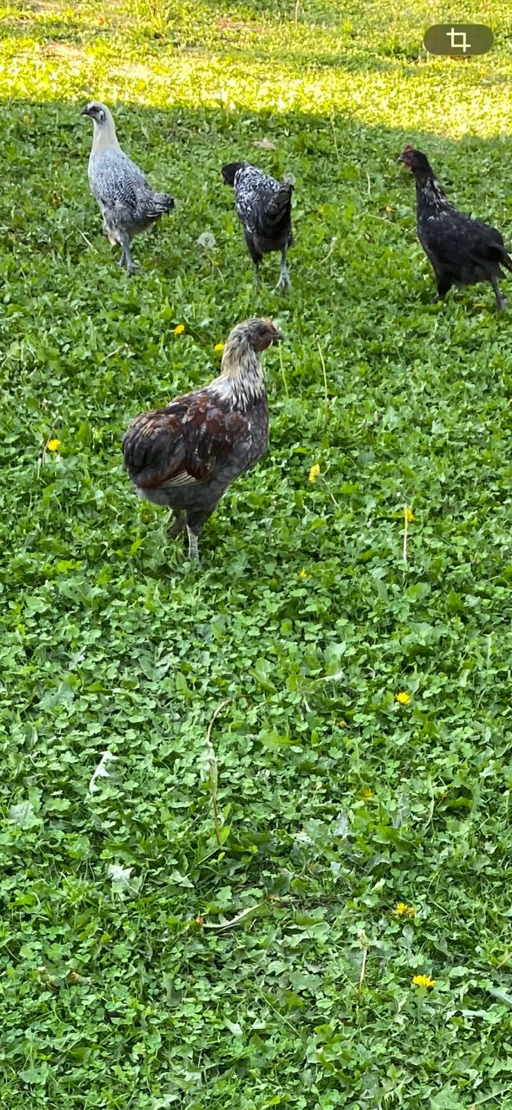 Jonge kippen te koop alsook hanen, Dieren en Toebehoren