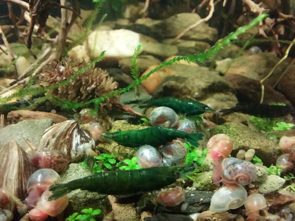Crevettes Neocaridina Green Jade. Oudenbourg